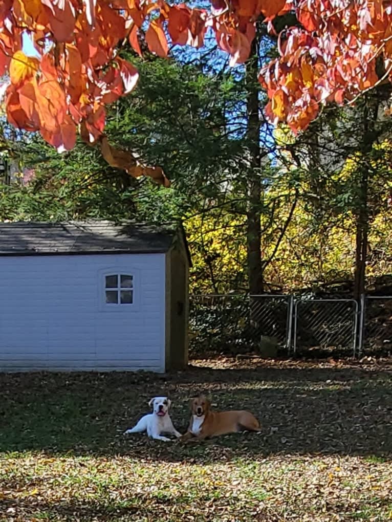 Thorsen, a Boxer and Saint Bernard mix tested with EmbarkVet.com