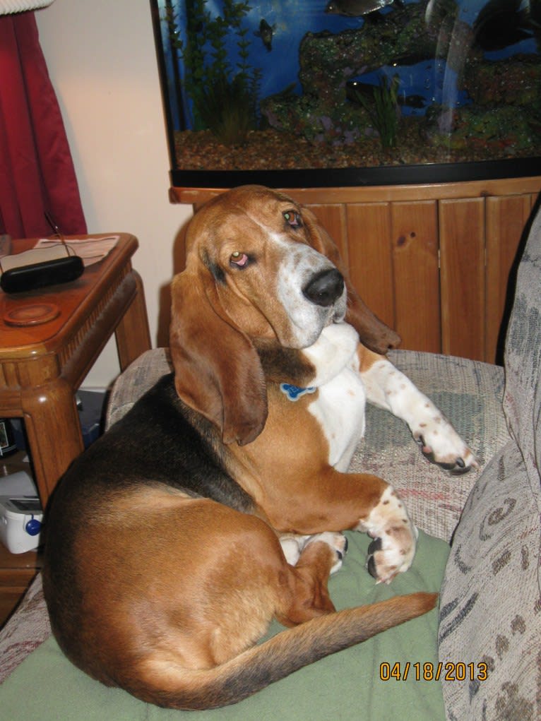 Teddy, a Basset Hound tested with EmbarkVet.com