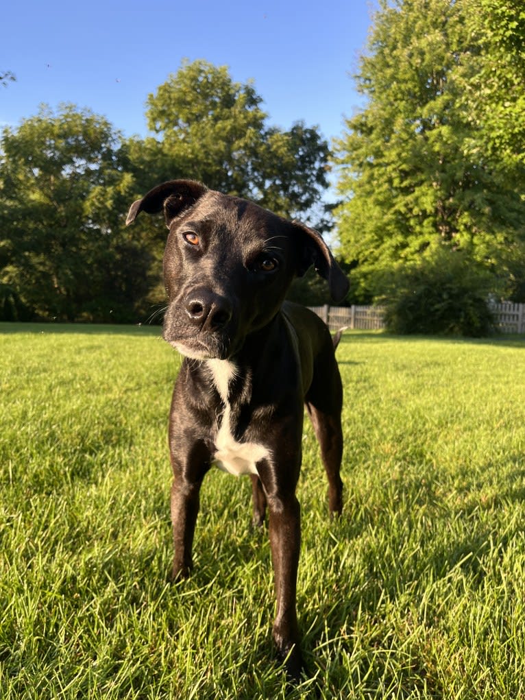 James, a Mountain Cur and American Pit Bull Terrier mix tested with EmbarkVet.com