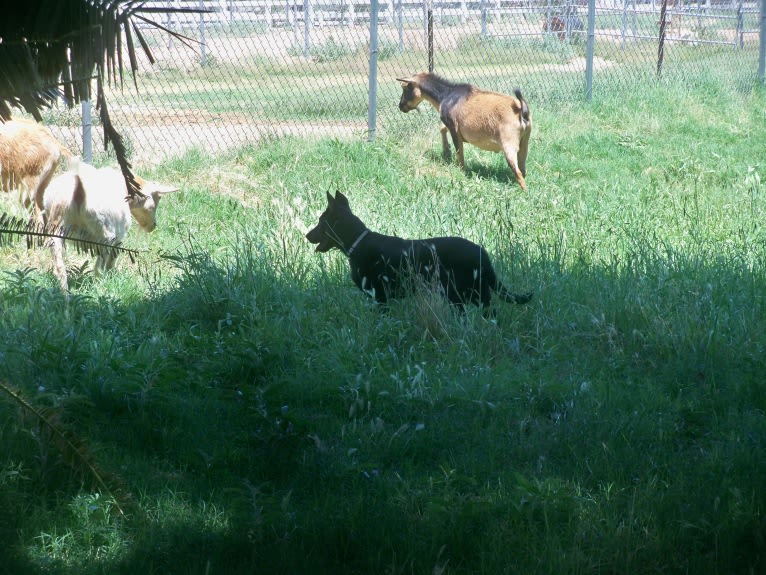 Meg, a Beauceron tested with EmbarkVet.com