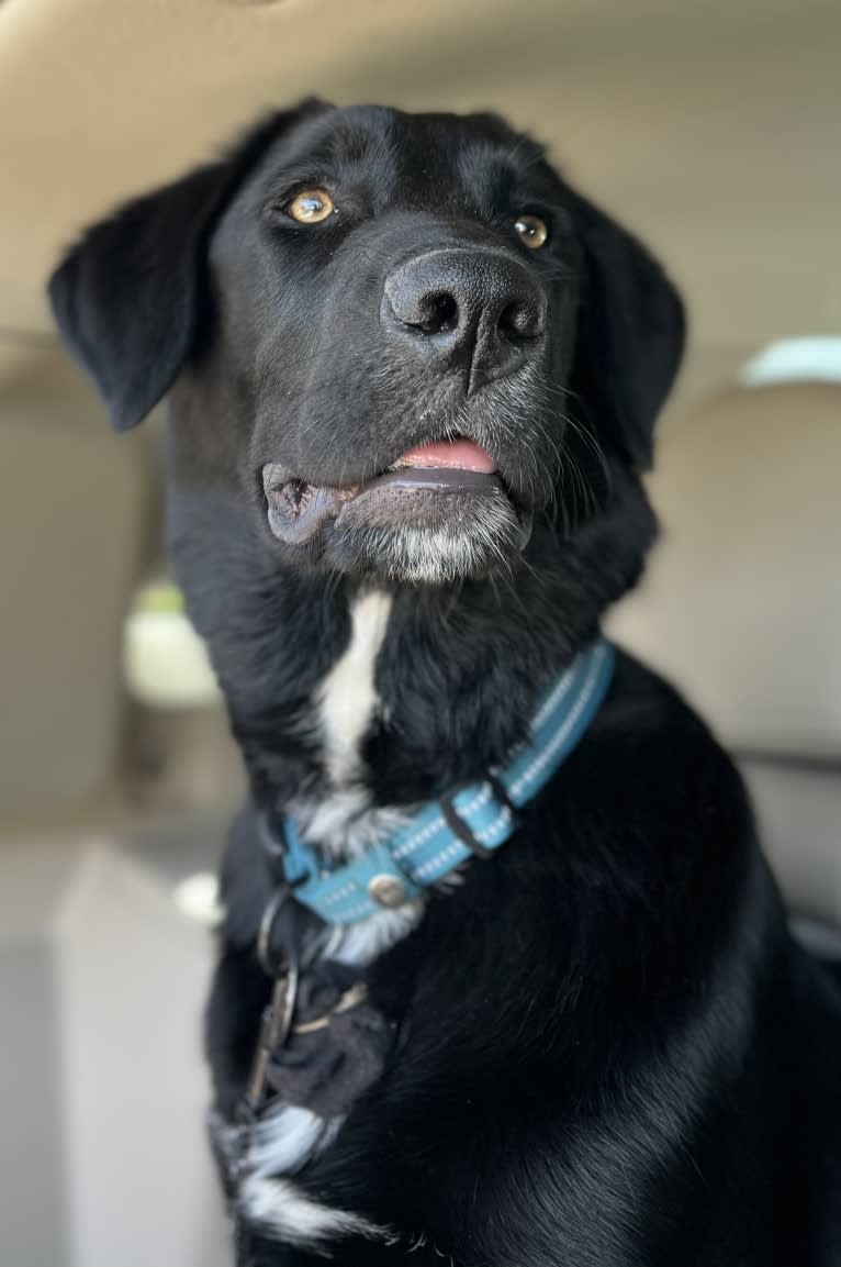 Luc, a Labrador Retriever and Australian Shepherd mix tested with EmbarkVet.com