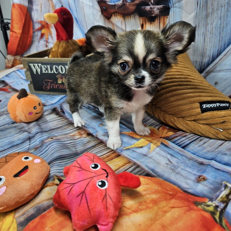 Capone, a Chihuahua tested with EmbarkVet.com