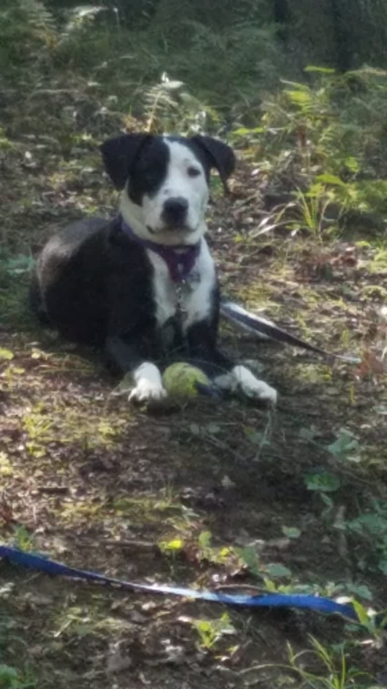 Penny, an American Bully and American Bulldog mix tested with EmbarkVet.com