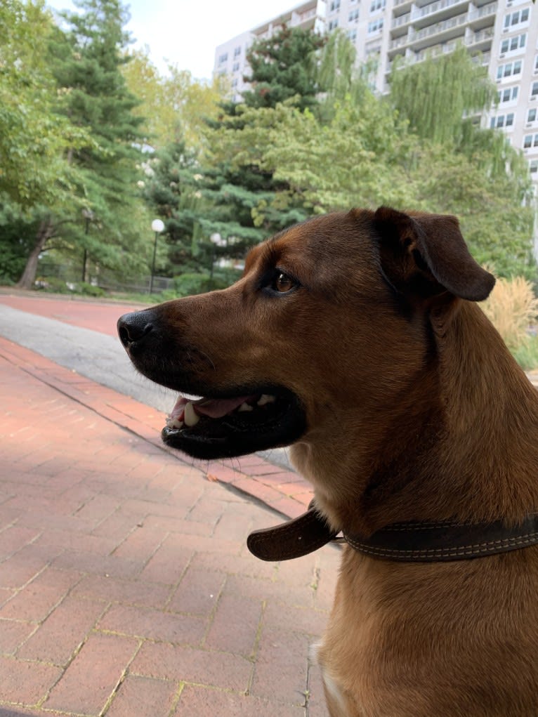 Beau, a Labrador Retriever and German Shepherd Dog mix tested with EmbarkVet.com