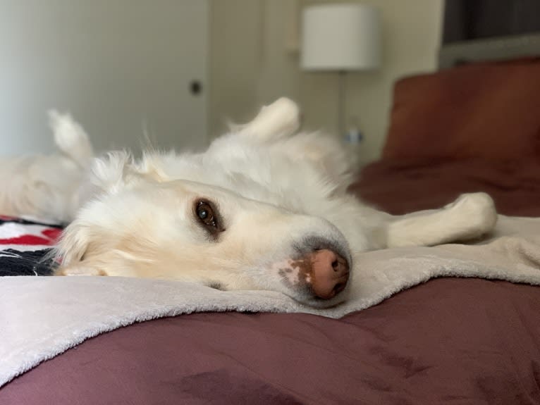 Koa, a Siberian Husky and Golden Retriever mix tested with EmbarkVet.com