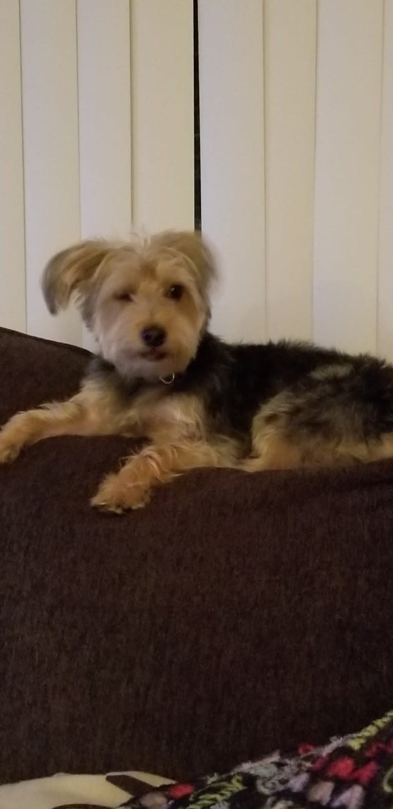 Roscoe, a Yorkshire Terrier and Maltese mix tested with EmbarkVet.com