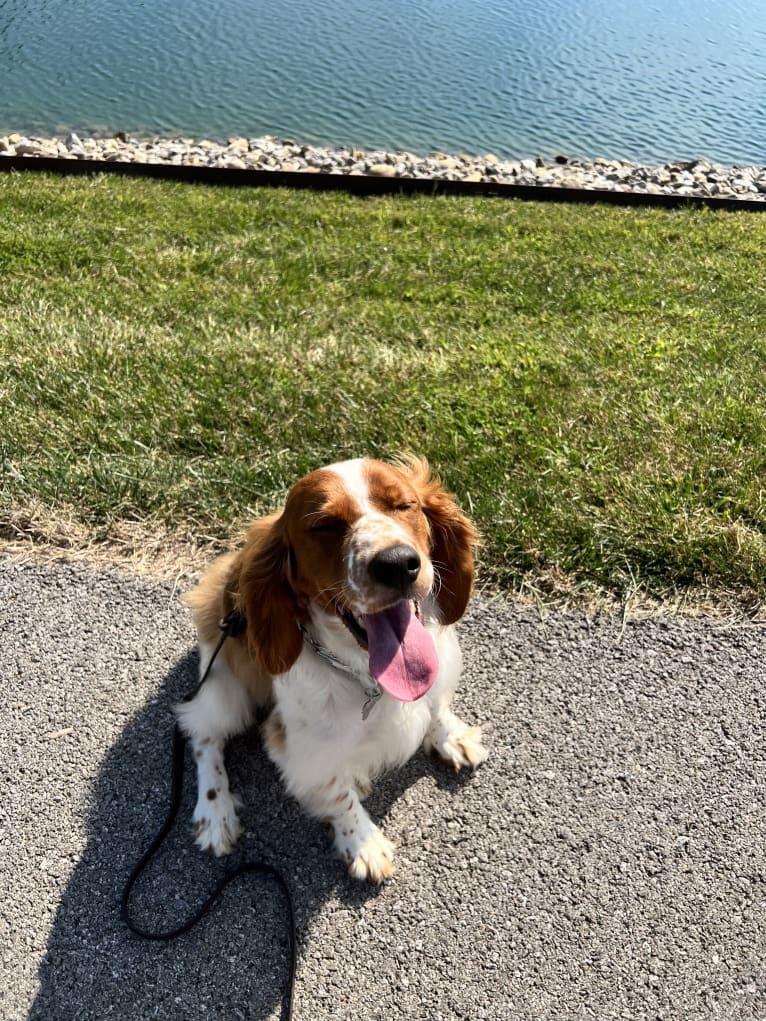 Millie, a Welsh Springer Spaniel tested with EmbarkVet.com