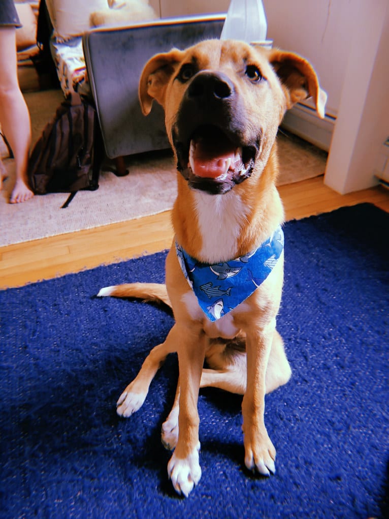 Lou, a Great Pyrenees and American Pit Bull Terrier mix tested with EmbarkVet.com