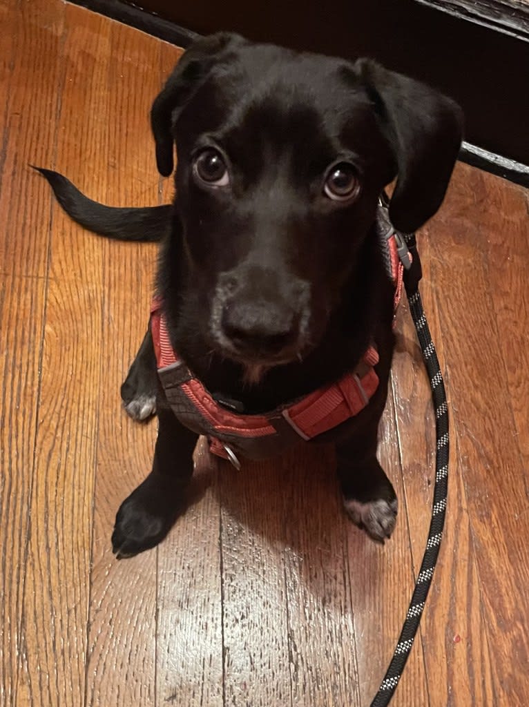 Spooky, a Siberian Husky and Mountain Cur mix tested with EmbarkVet.com