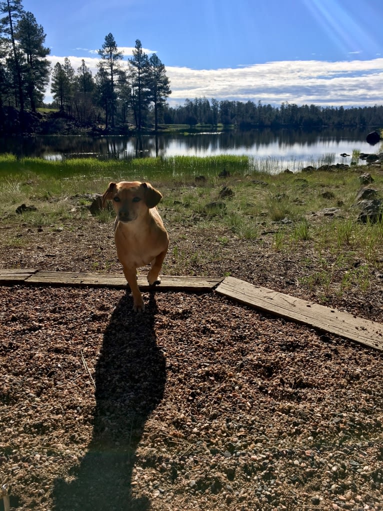 Brooklyn Liebman, a Chihuahua and Dachshund mix tested with EmbarkVet.com