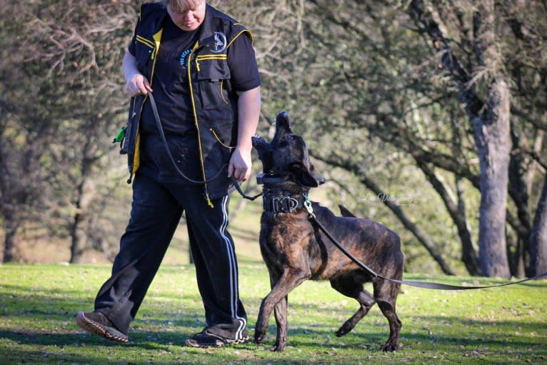 Static, a Dutch Shepherd tested with EmbarkVet.com