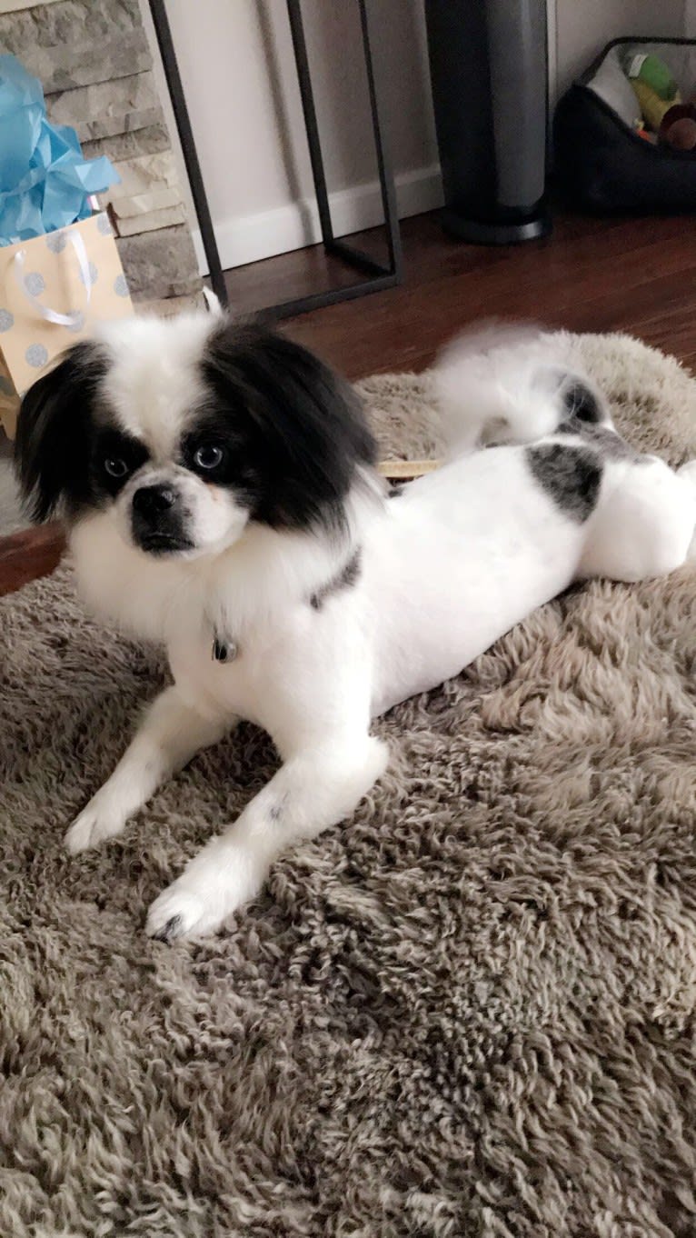 Poe, a Pekingese and Pomeranian mix tested with EmbarkVet.com