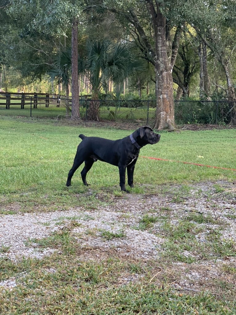 Griffin, a Boerboel tested with EmbarkVet.com