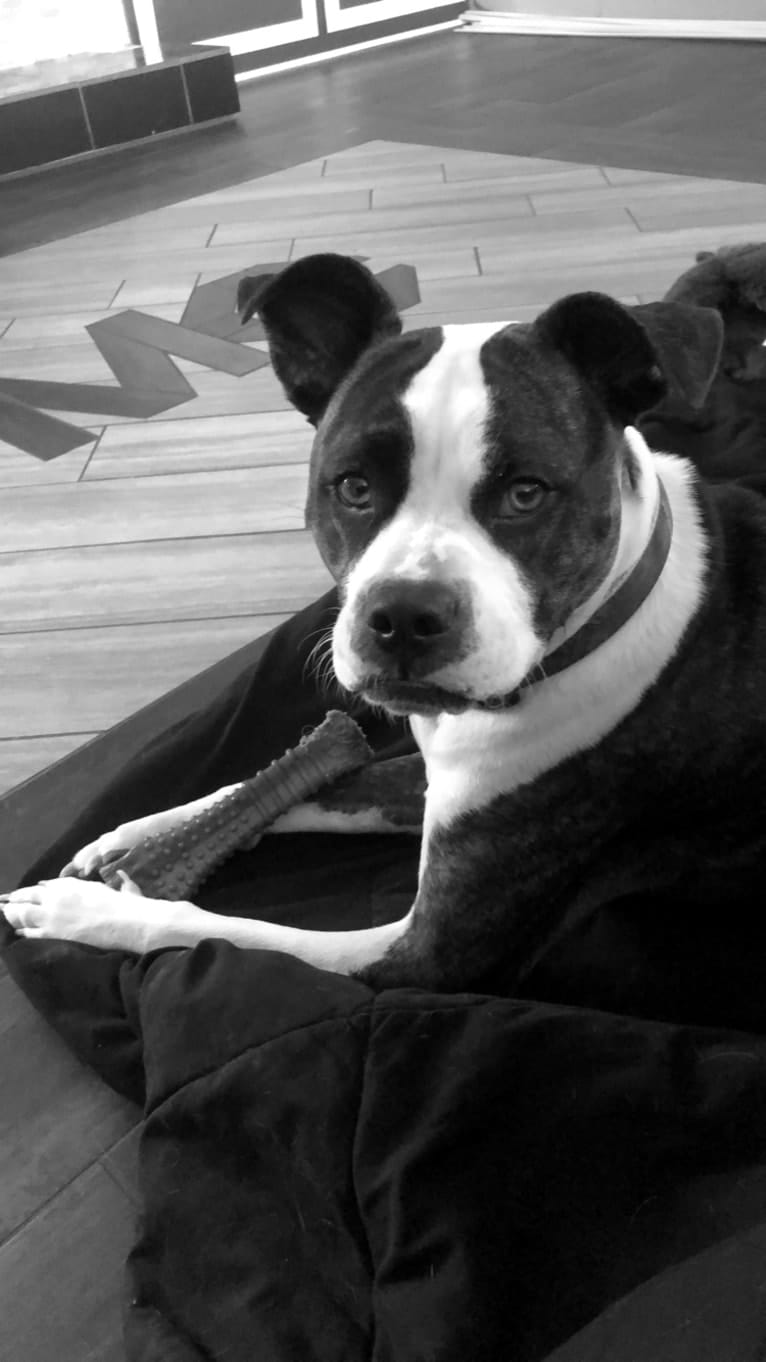 Jax Aucoin, a Boston Terrier and American Pit Bull Terrier mix tested with EmbarkVet.com