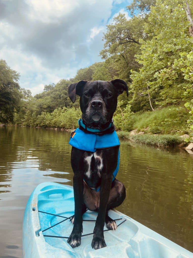 Zhala, a Cane Corso and American Pit Bull Terrier mix tested with EmbarkVet.com