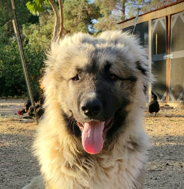 Vladimir, a Caucasian Ovcharka tested with EmbarkVet.com