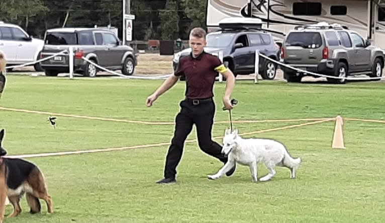 Winter, a White Shepherd tested with EmbarkVet.com