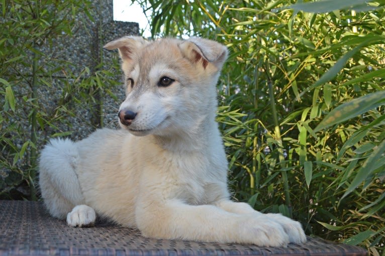 Kiba a dog tested with EmbarkVet.com