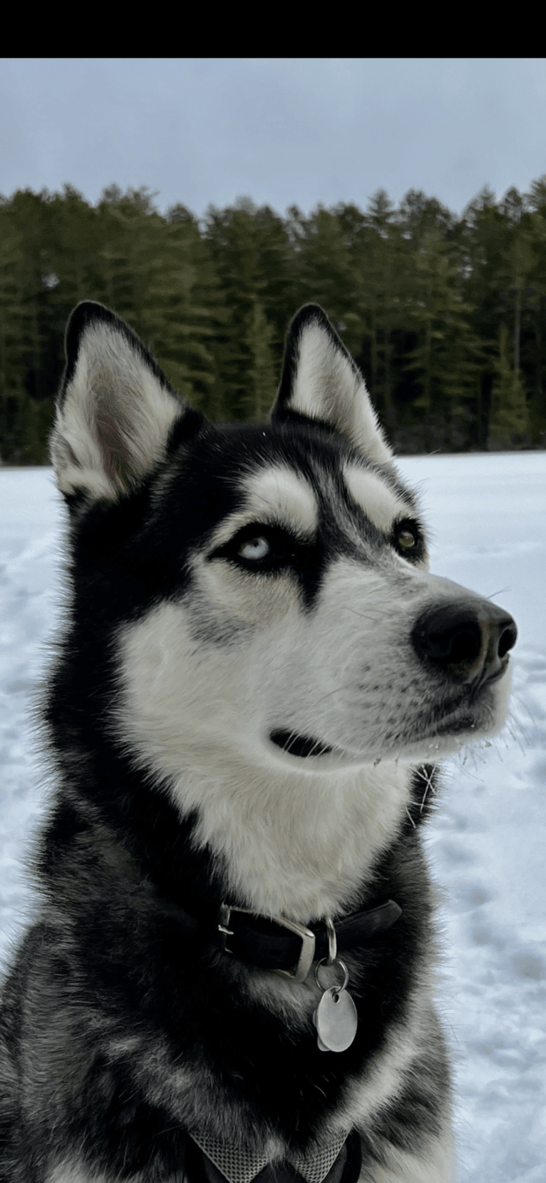 Marko, a Siberian Husky tested with EmbarkVet.com