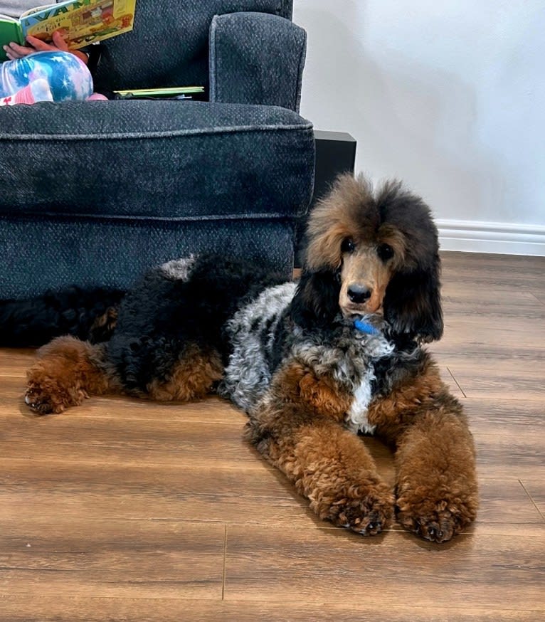 FAMOUS, a Poodle tested with EmbarkVet.com
