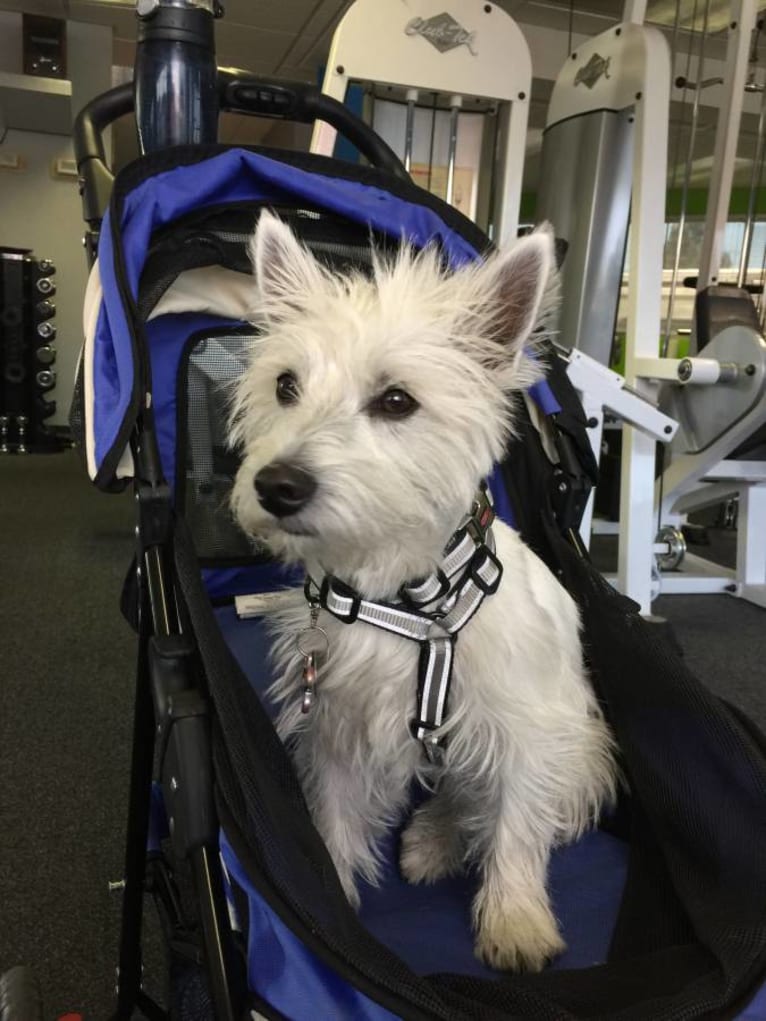 Izzi, a West Highland White Terrier tested with EmbarkVet.com