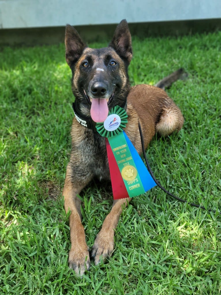 Zeus, a Belgian Malinois and German Shepherd Dog mix tested with EmbarkVet.com