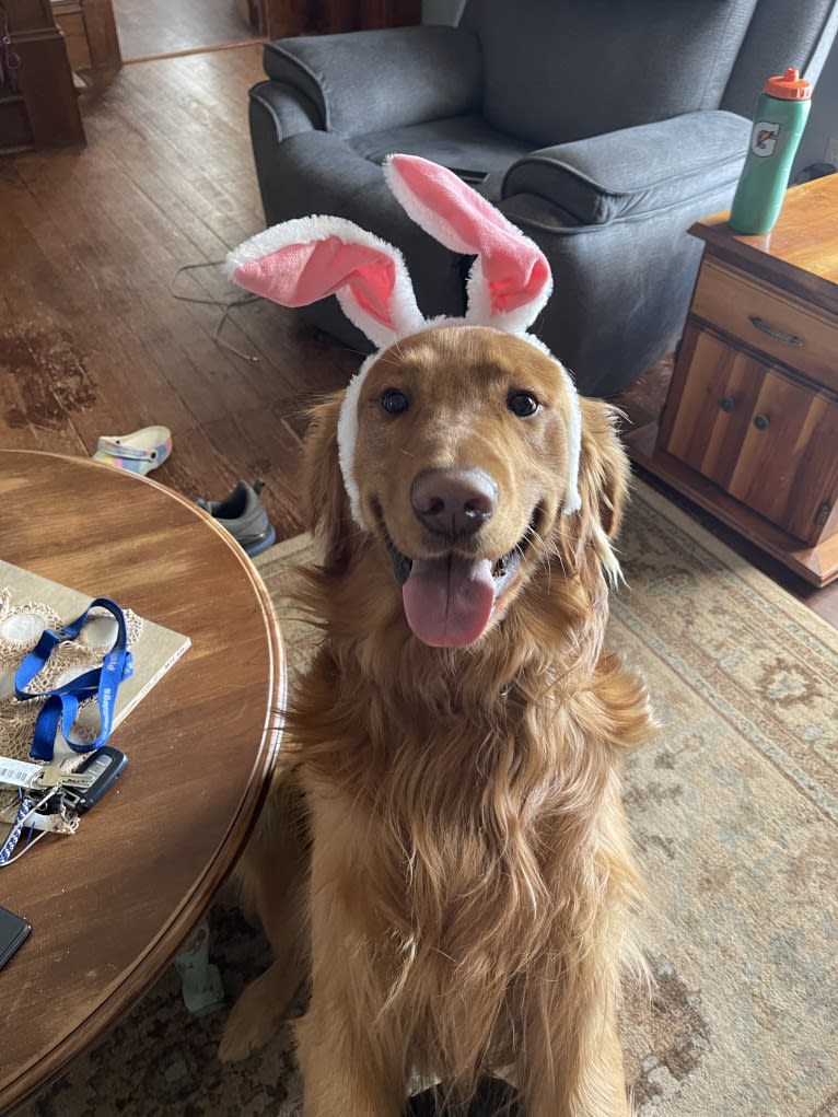 Cooper, a Golden Retriever tested with EmbarkVet.com