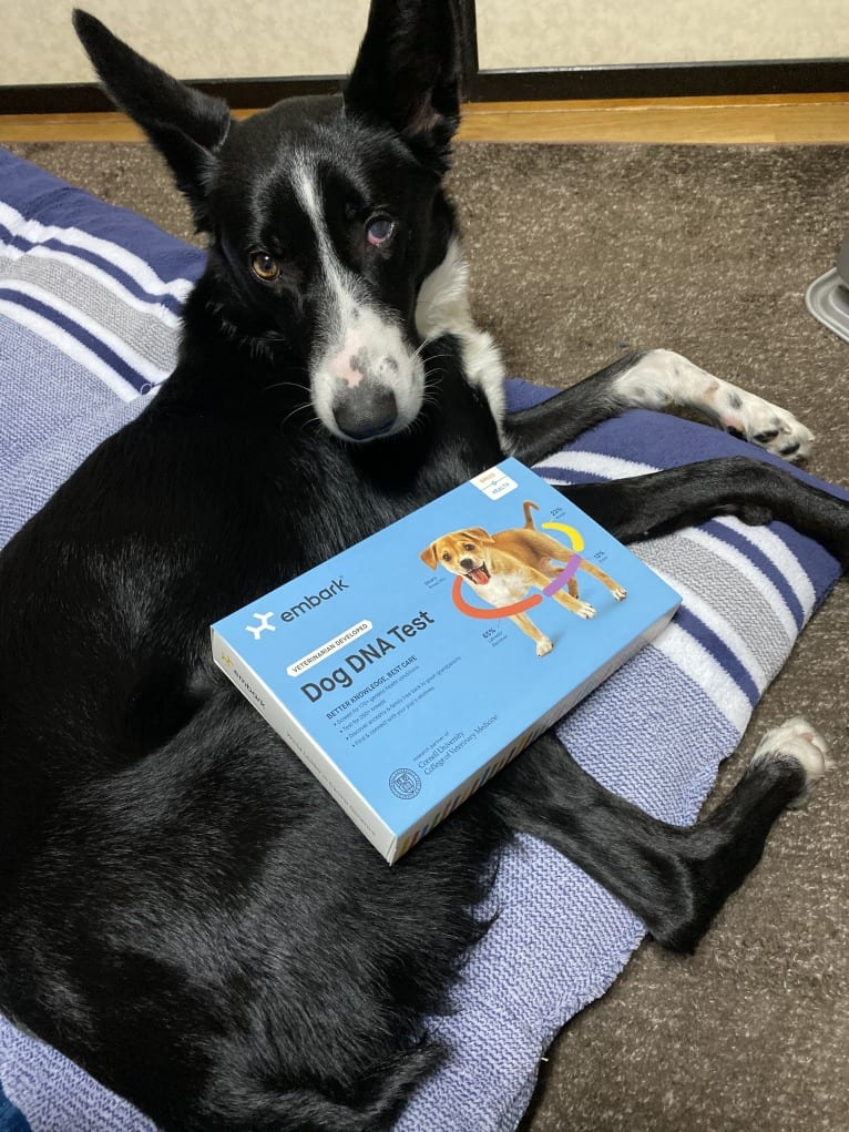 embark
