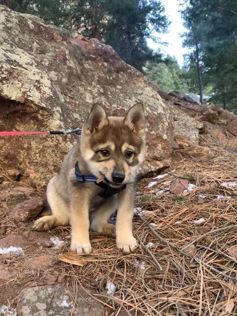 Stella, an Alaskan Klee Kai and Shiba Inu mix tested with EmbarkVet.com