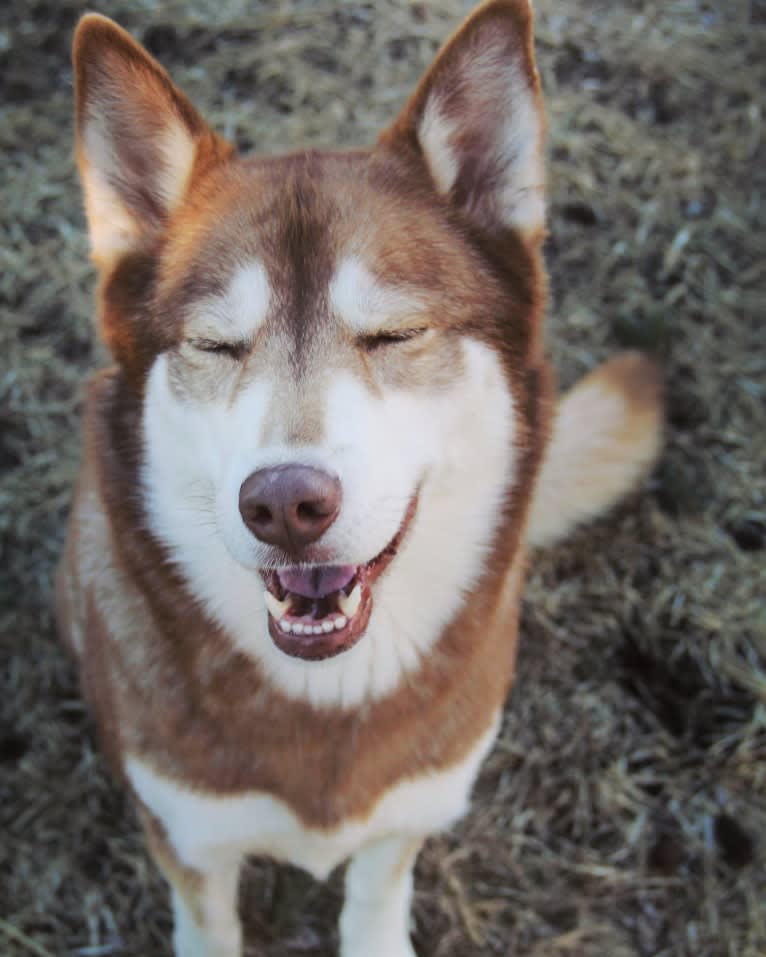 Asha, a Siberian Husky and German Shepherd Dog mix tested with EmbarkVet.com