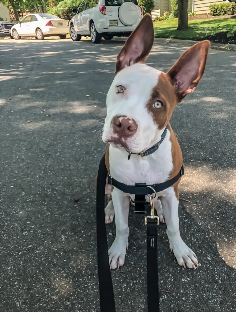 Puma, an American Pit Bull Terrier and American Staffordshire Terrier mix tested with EmbarkVet.com