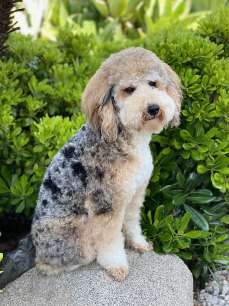 Levi, a Poodle tested with EmbarkVet.com
