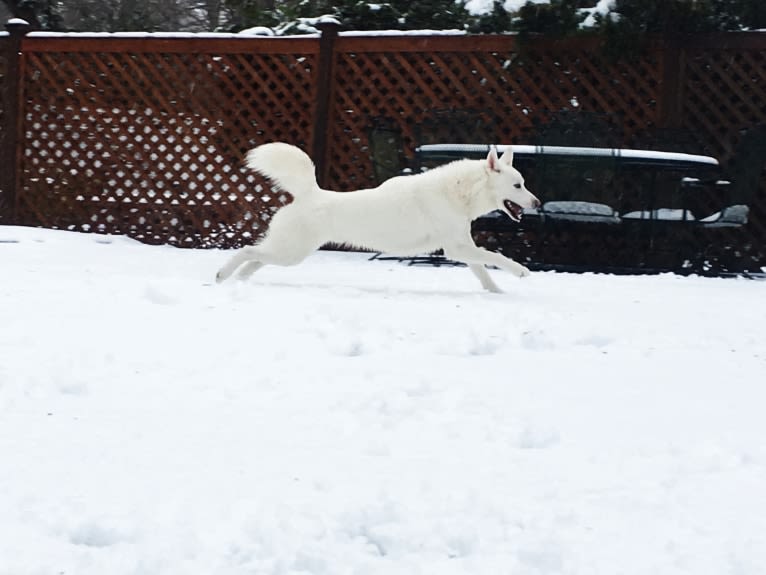 Ollie, a Siberian Husky tested with EmbarkVet.com