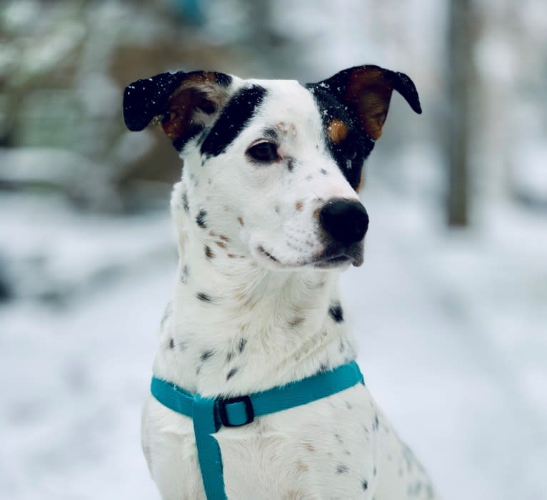 Rita, an Australian Cattle Dog and Rottweiler mix tested with EmbarkVet.com