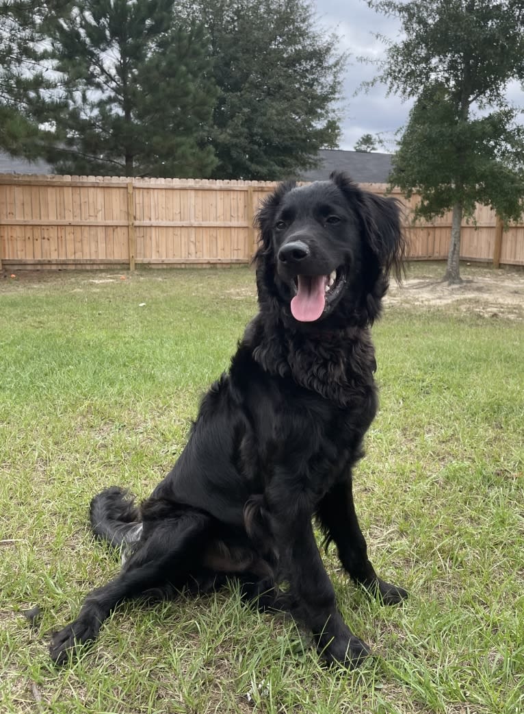 Daken, a Golden Retriever and Chow Chow mix tested with EmbarkVet.com