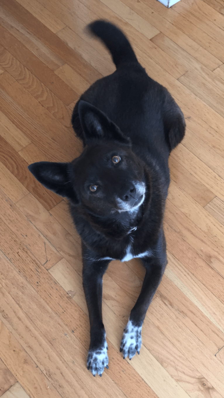 Fox, a Chow Chow and Australian Cattle Dog mix tested with EmbarkVet.com