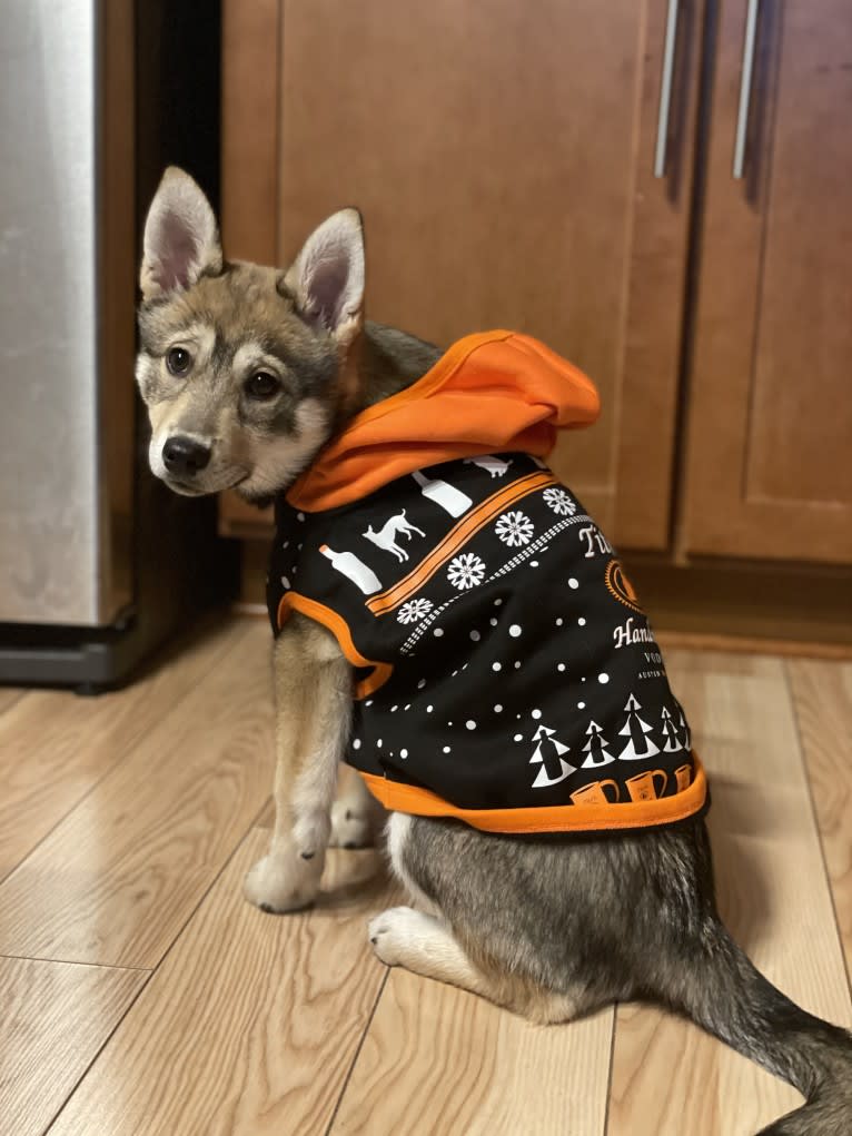 Photo of Stella, an Alaskan Klee Kai, Shiba Inu, and American Eskimo Dog mix in Lamar, Colorado, USA