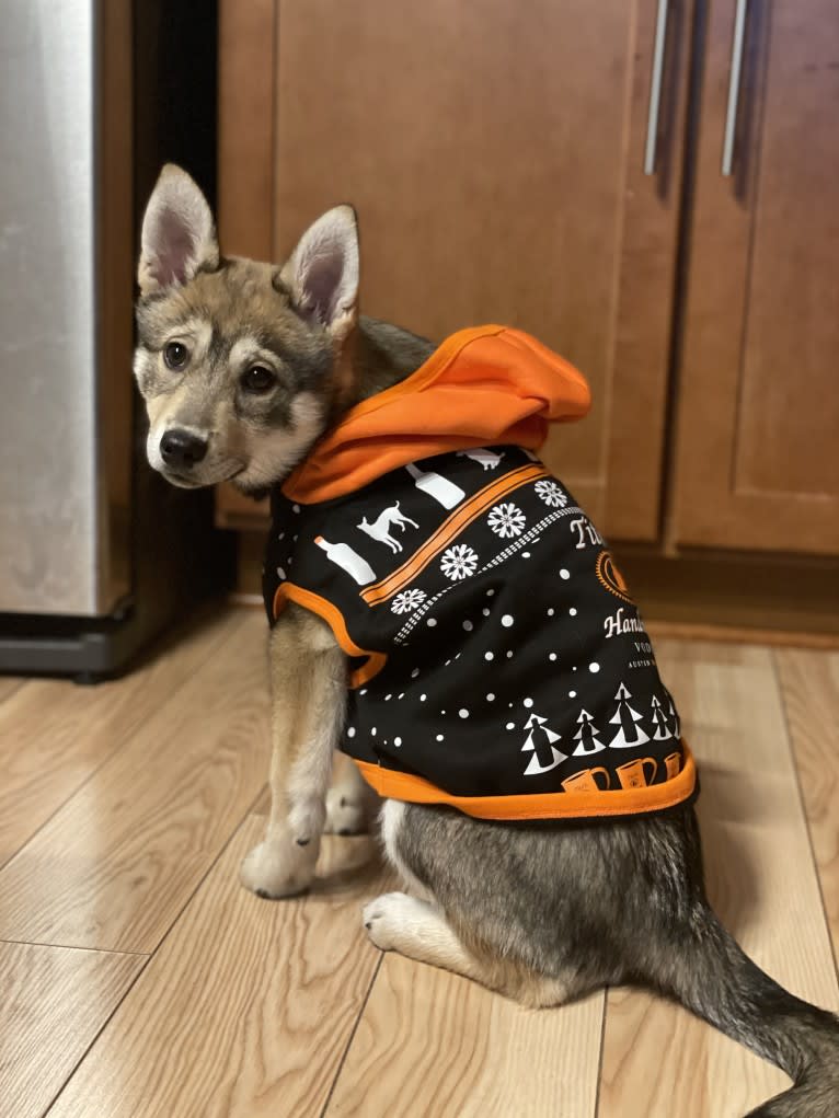 Stella, an Alaskan Klee Kai and Shiba Inu mix tested with EmbarkVet.com