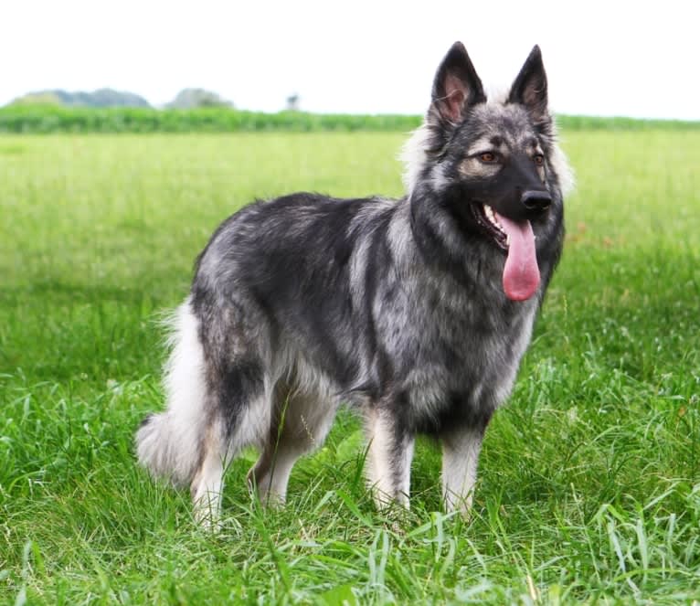 Hayabusa, a German Shepherd Dog tested with EmbarkVet.com