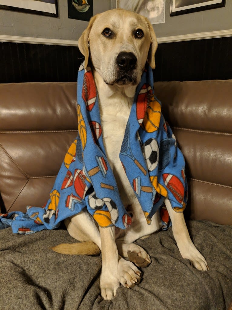 Bonzo, an Anatolian Shepherd Dog and American Bully mix tested with EmbarkVet.com