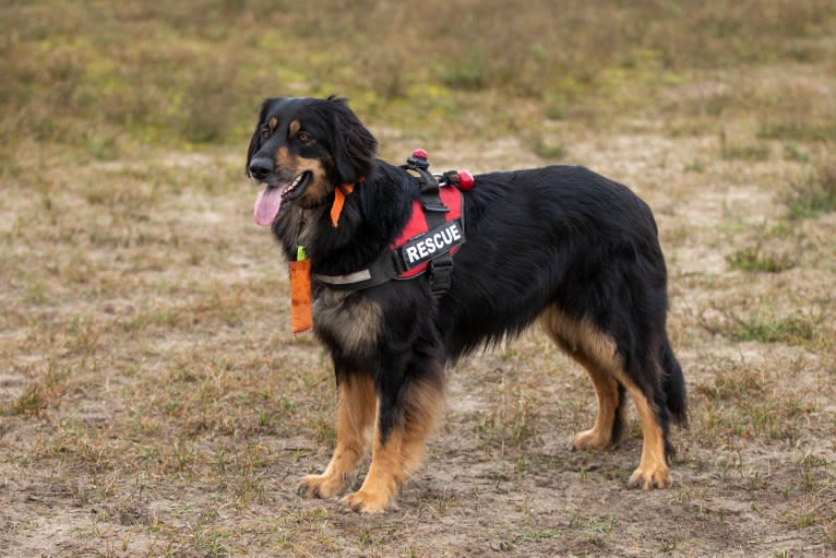 Track and Trace Madra Brzomhar  (Fallyn), a Hovawart tested with EmbarkVet.com