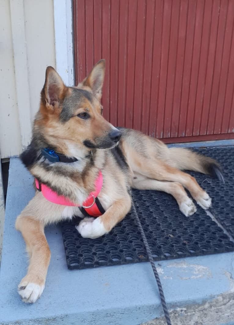 Poju, a Central Asian Village Dog tested with EmbarkVet.com