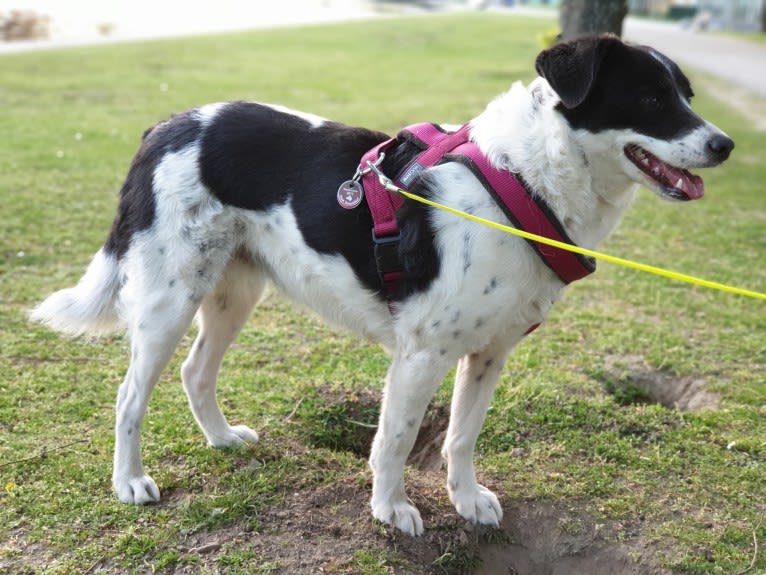 Kilida, an Eastern European Village Dog tested with EmbarkVet.com