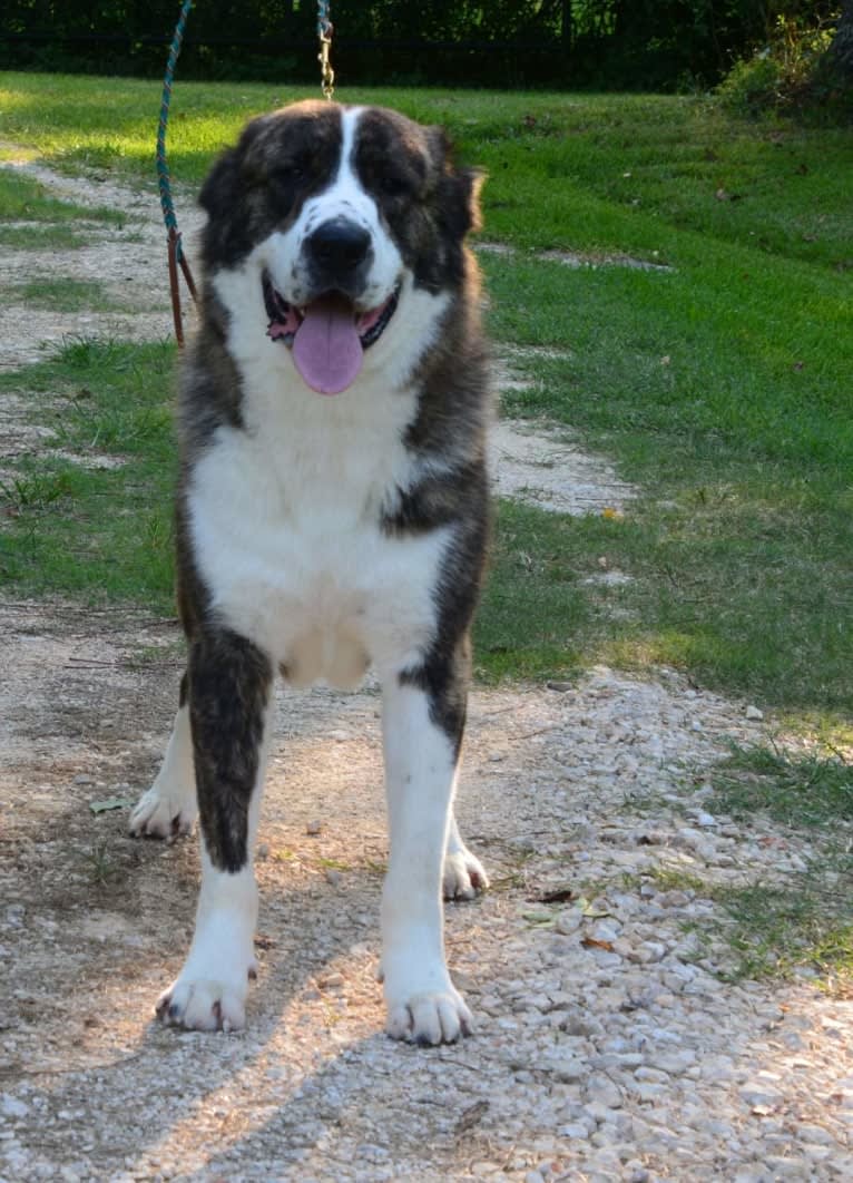 Diego, a Central Asian Shepherd Dog tested with EmbarkVet.com