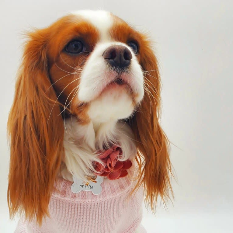 Princess Amelia the First (Millie), a Cavalier King Charles Spaniel tested with EmbarkVet.com