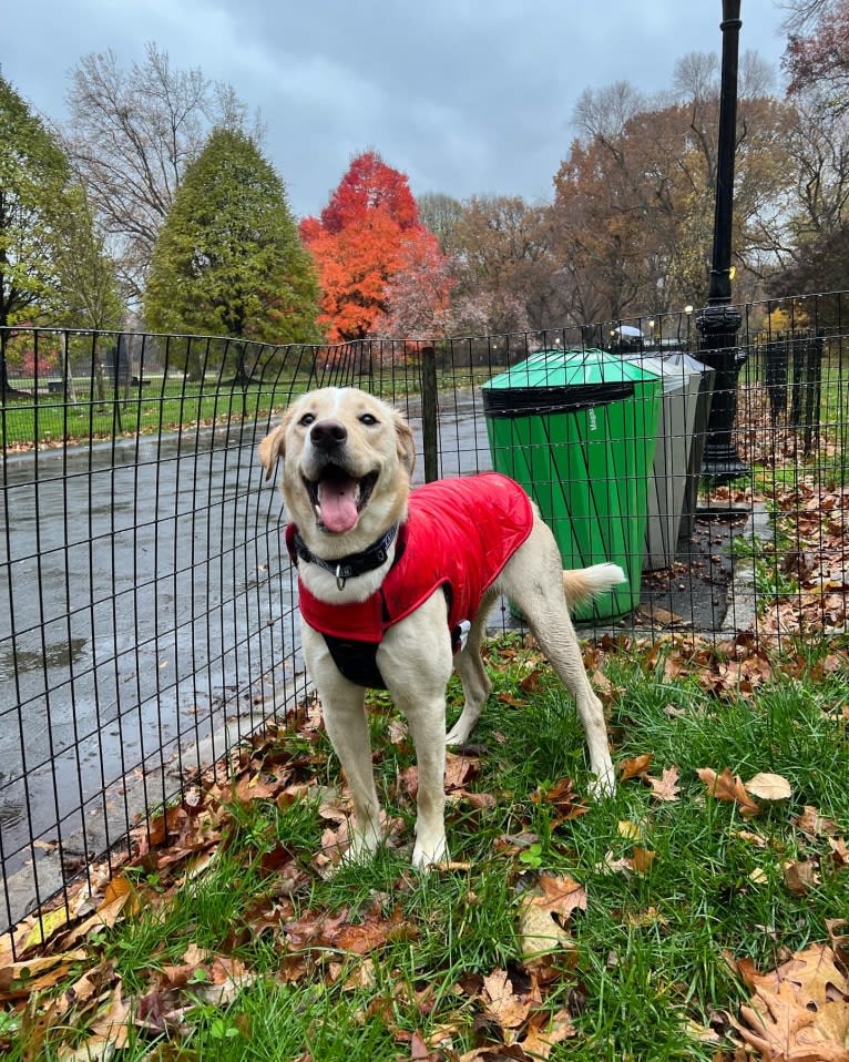 Buzz, a Labrador Retriever and Siberian Husky mix tested with EmbarkVet.com