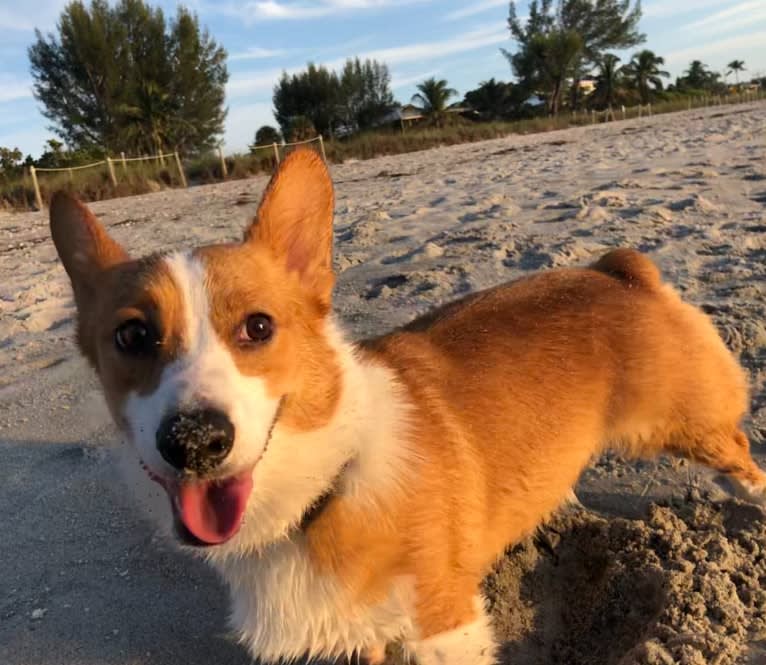 Lil Teddy, a Pembroke Welsh Corgi tested with EmbarkVet.com