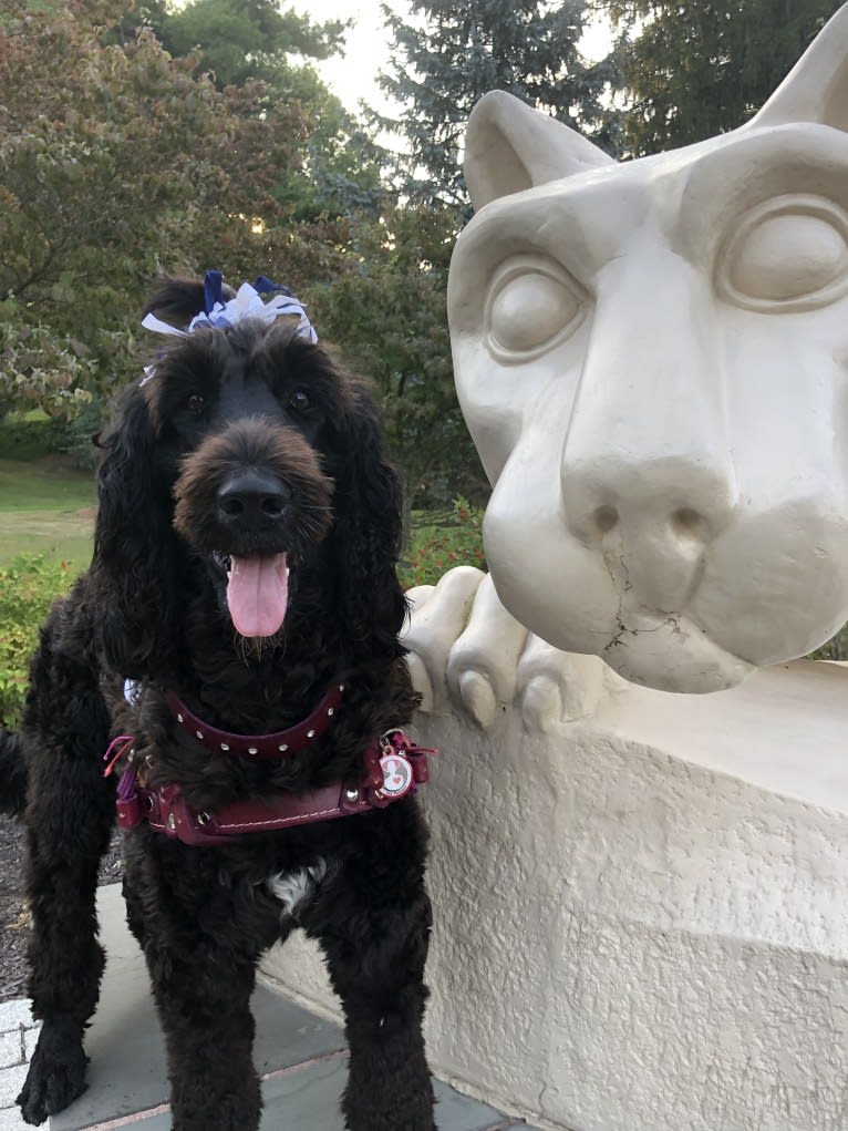 Juno, a Poodle (Standard) and English Cocker Spaniel mix tested with EmbarkVet.com