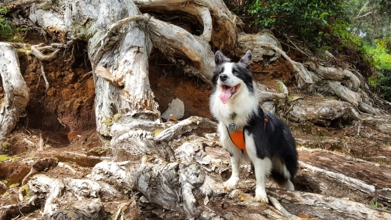 Kida, a Border Collie tested with EmbarkVet.com