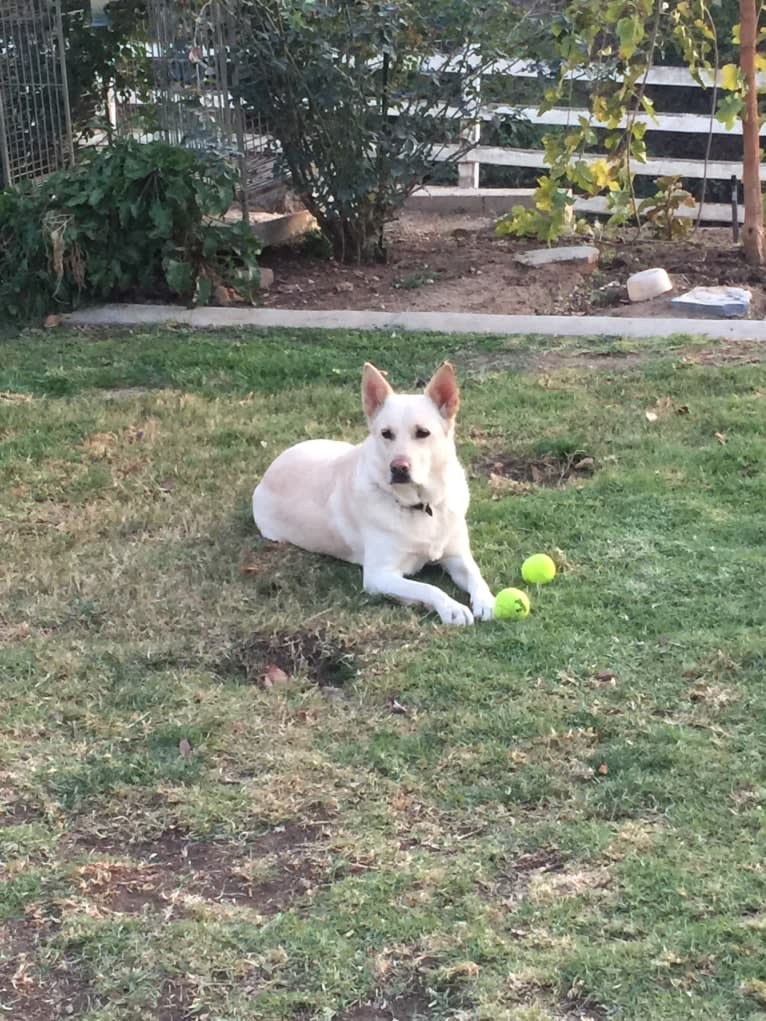 Jaeger, a German Shepherd Dog and Border Collie mix tested with EmbarkVet.com